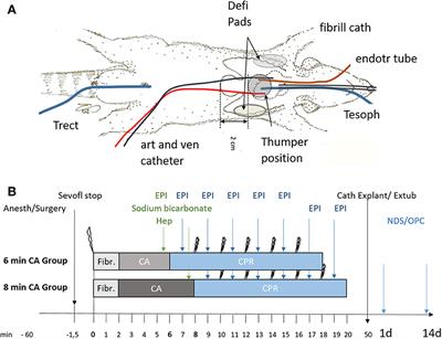 Motor Cortex and Hippocampus Display Decreased Heme Oxygenase Activity 2 Weeks After Ventricular Fibrillation Cardiac Arrest in Rats